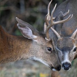 Abruzzo, caccia ai cervi sospesa fino a 7 novembre: soddisfazione animalisti